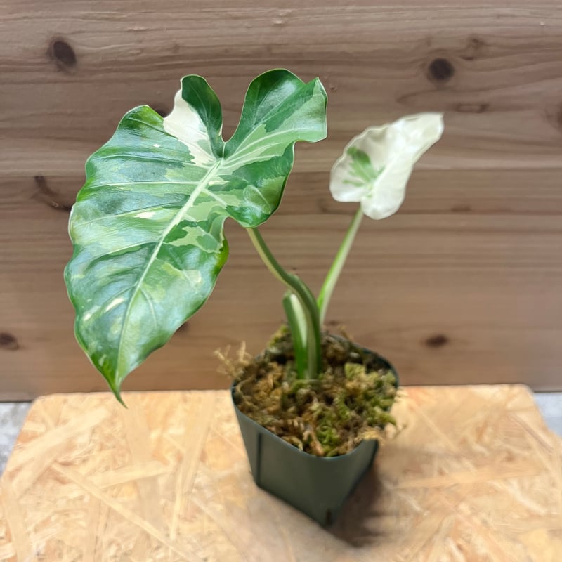 アロカシア オドラ 斑入りクワズイモ | GREEN LUCK