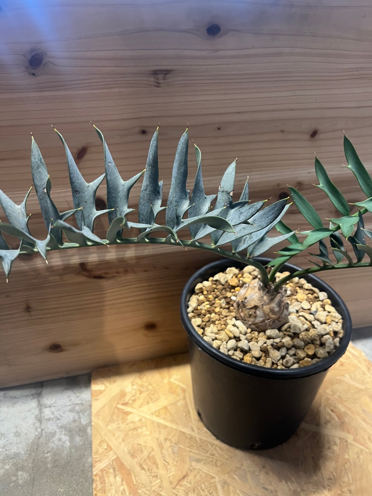 エンセファラルトス　ホリダス エンセファラルトス ホリダス Encephalartos horridus NO.4 |