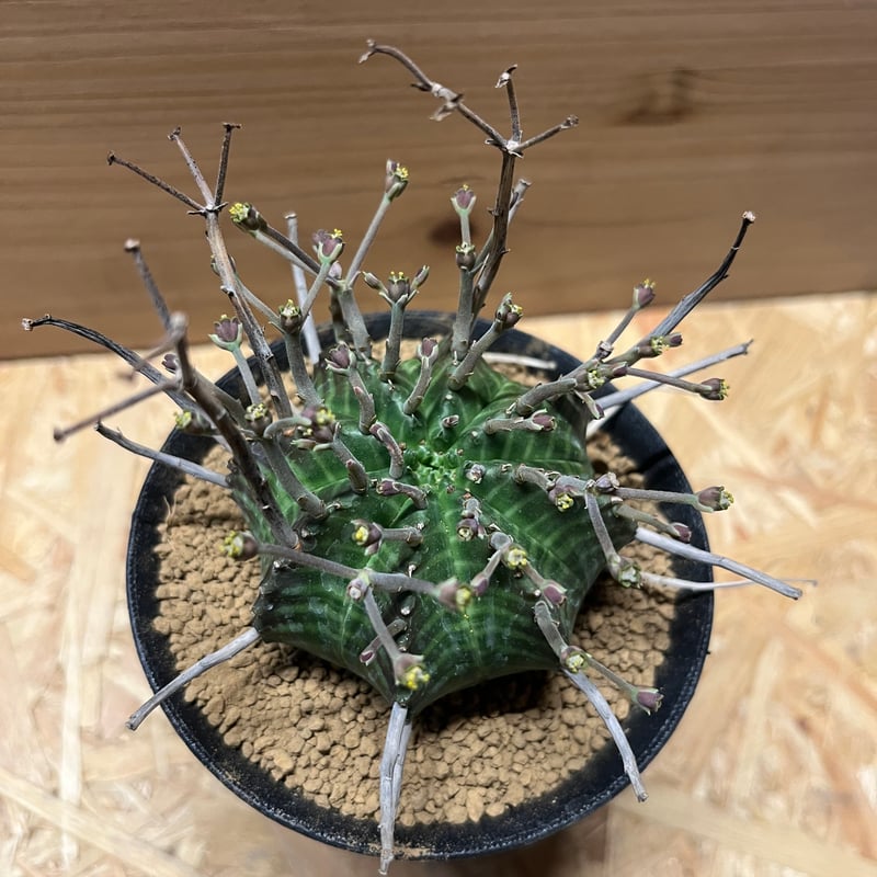 ユーフォルビア スーパーバリダ 雄株 | GREEN LUCK