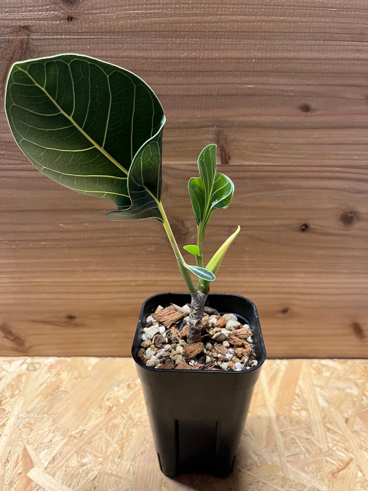 フィカス クリシュナボダイジュ | GREEN LUCK