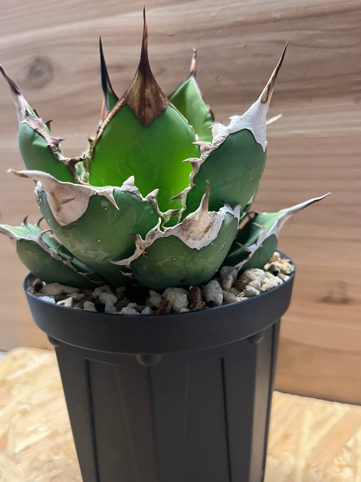 アガベ チタノタ オアハカ | GREEN LUCK