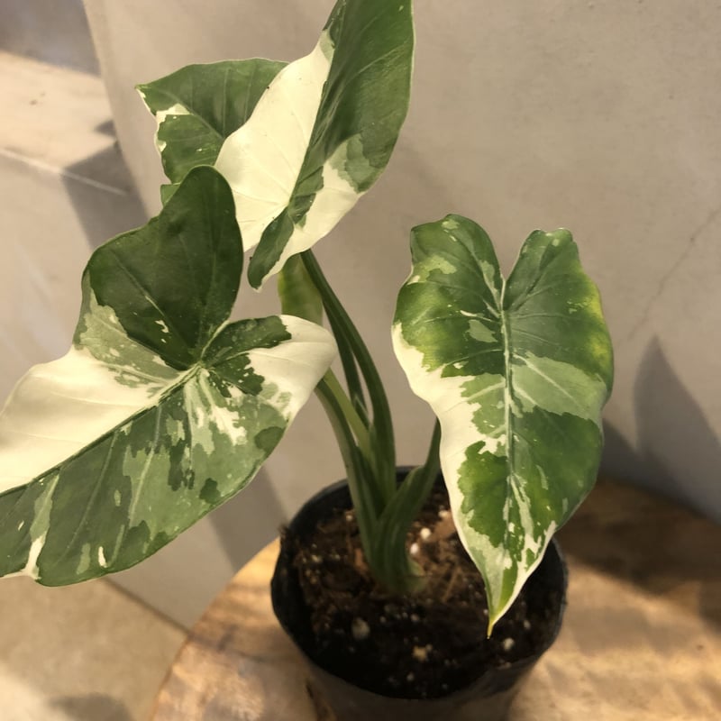 斑入り クワズイモ アロカシア オドラ | GREEN LUCK 斑入り クワズイモ アロカシア オドラ | GREEN LUCK