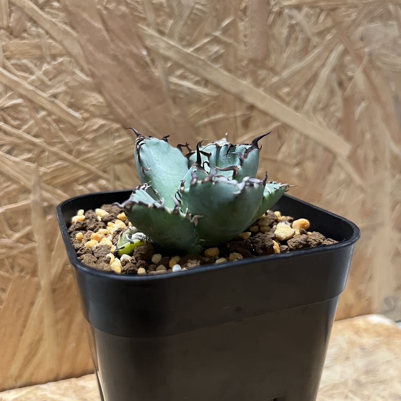 アガベ チタノタ 黒鯨 | GREEN LUCK