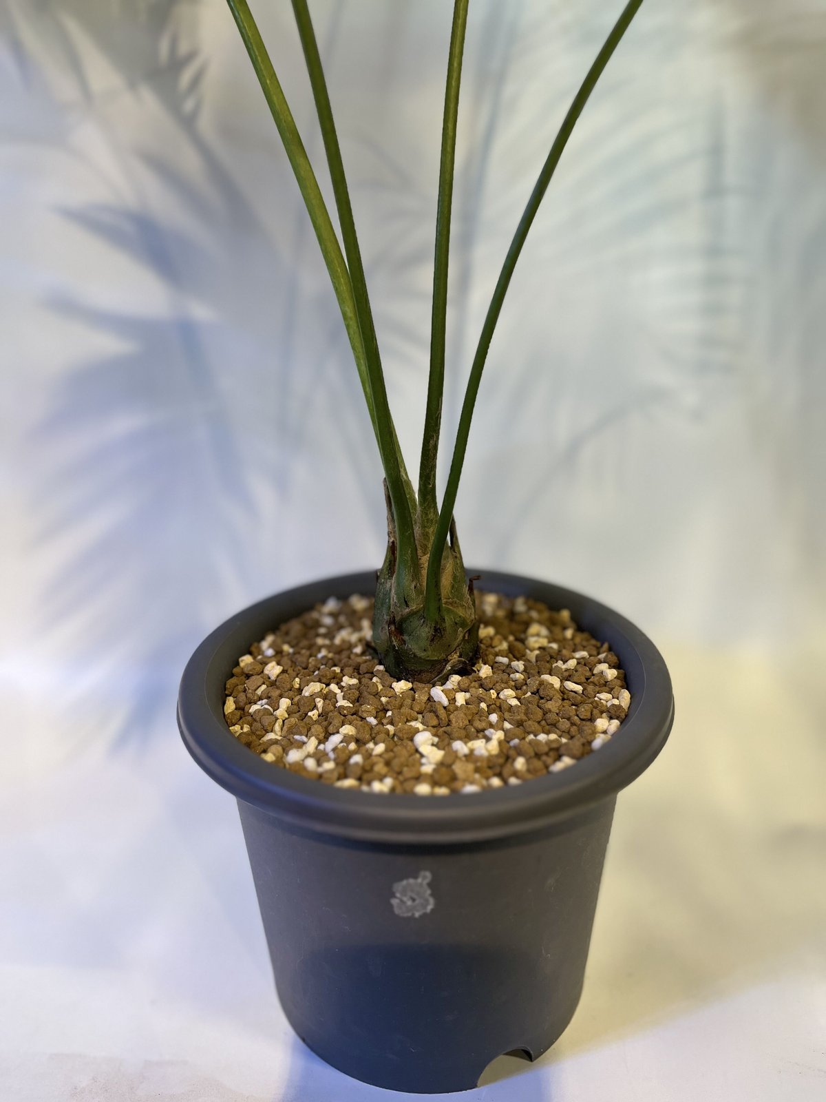 ディオーン スピヌロスム | GREEN LUCK