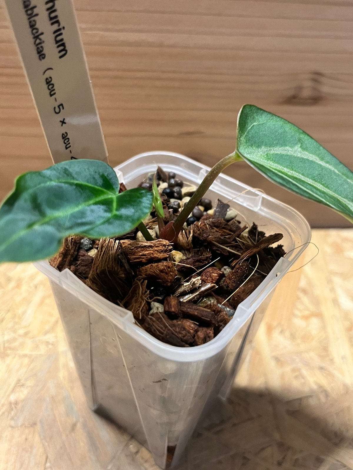 アンスリウム カーラブラッキー ナロー | GREEN LUCK