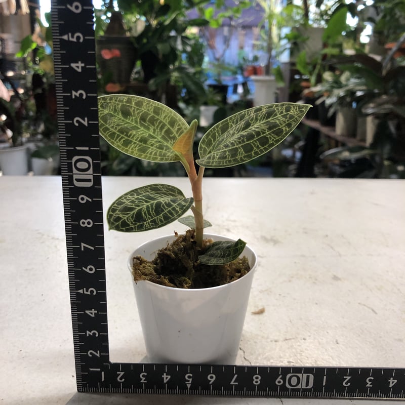 ジュエルオーキッド マコデスペトラ | GREEN LUCK