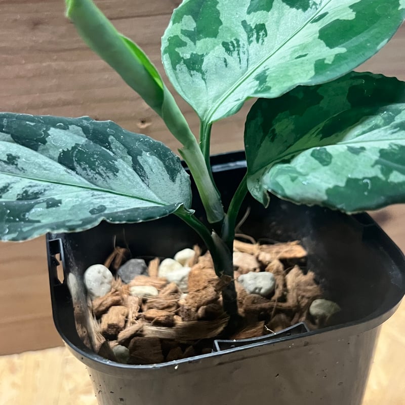 アグラオネマ　ピクタム アグラオネマ ピクタム トリカラー ブンクル バイカラーに見えますが