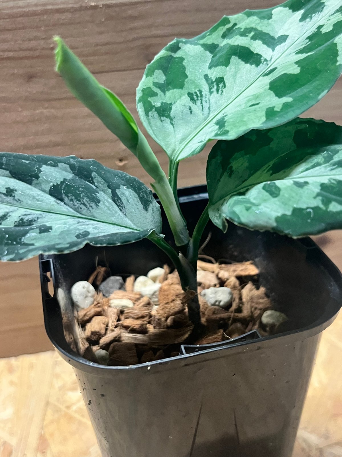 アグラオネマ ピクタム トリカラー ニアス | GREEN LUCK