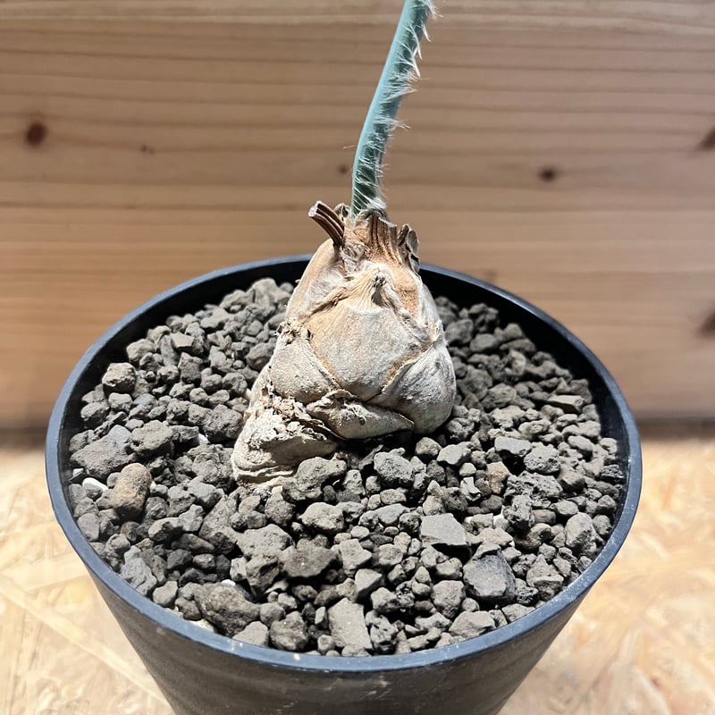 【manx】 エンセファラルトス ホリダス 南アフリカ産 大株 エンセファラルトス・ホリダス｜Encephalartos horridus – ROUTE