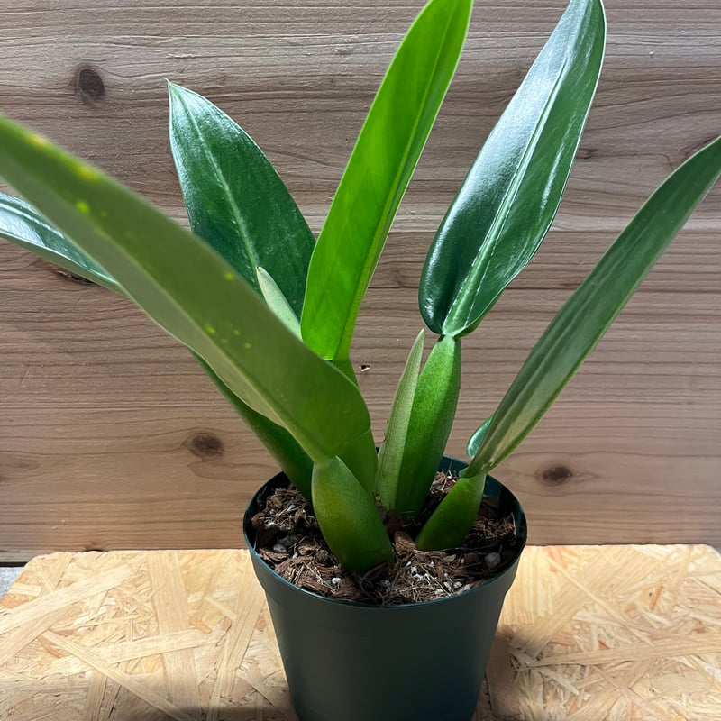 フィロデンドロン マルティアナム （キャニフォリウム） | GREEN LUCK