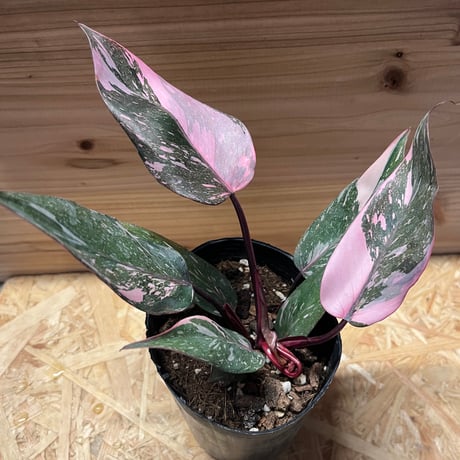 ⭐フィロデンドロン・ピンクプリンセス⭐ フィロデンドロン ピンクプリンセス サイケピンク(Philodendron