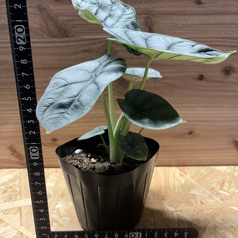 アロカシア シルバードラゴン | GREEN LUCK