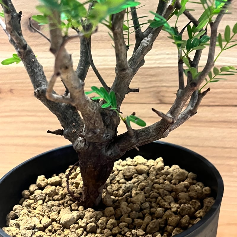 センナメリディオナリス　灌木 センナ メリディオナリス 【市場価値も高騰中！！盆栽のような