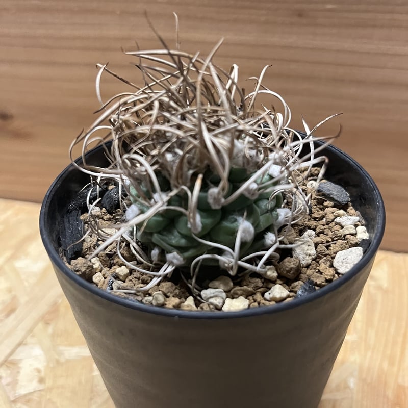 牙城丸　ツルビニカルプス　サボテン　昇竜丸黒王丸 ツルビニカルプス 牙城丸 | GREEN LUCK