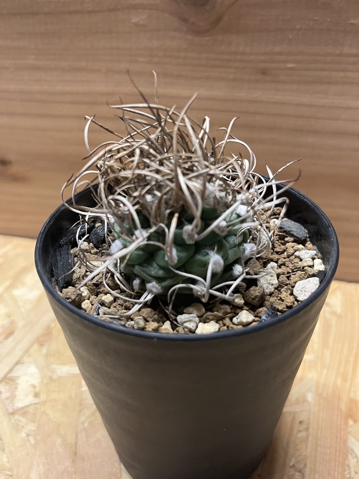 現品】サボテン・ツルビニカルプス属 長城丸(ちょうじょうまる) 5号  