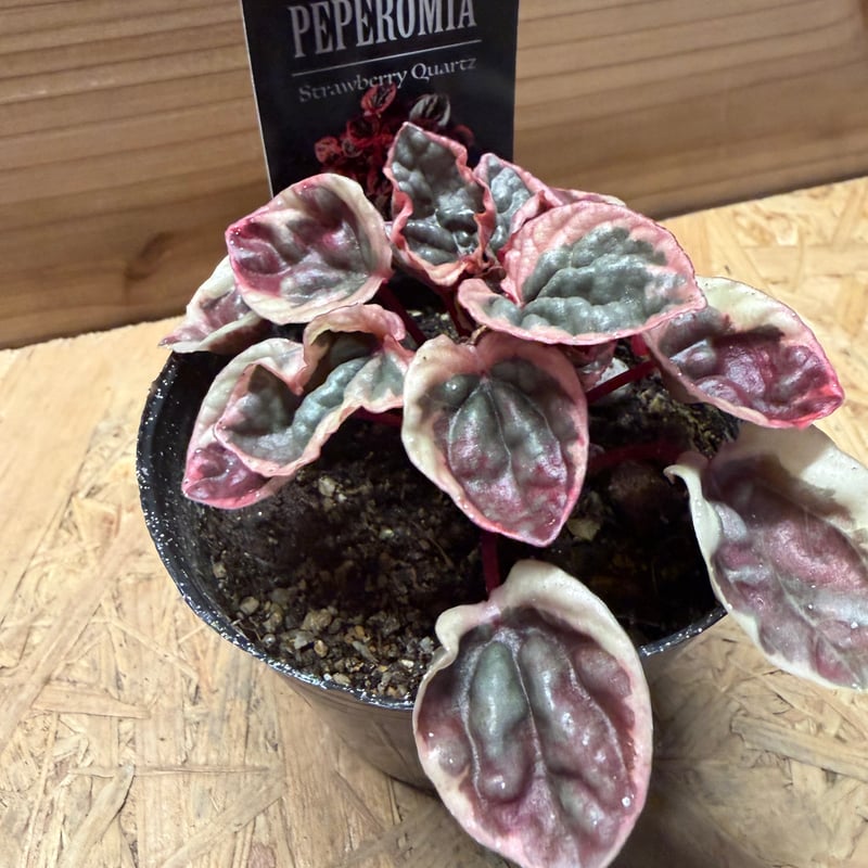 ペペロミア 'ストロベリークォーツ' | GREEN LUCK