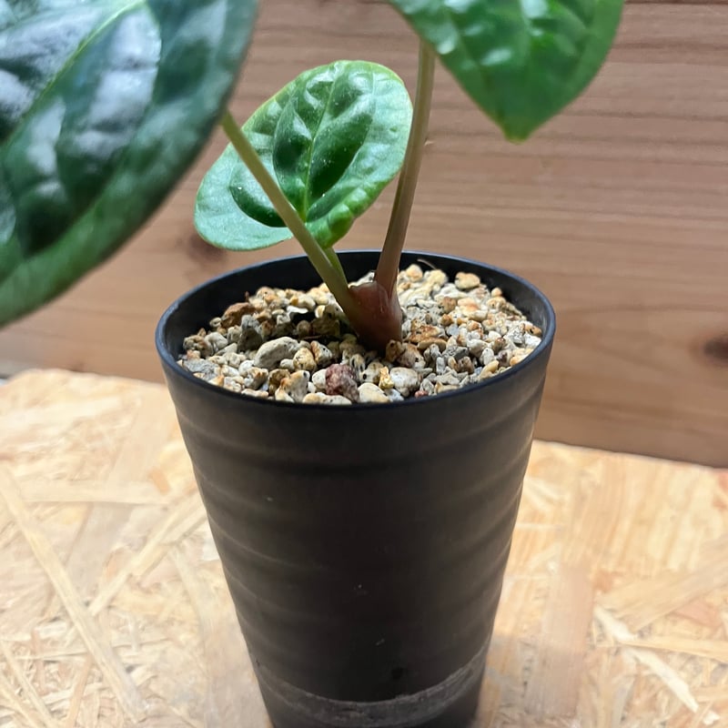 アンスリウム　(パピリラミナム × サブシグナツム) x ポーティラエ アンスリウム (パピリラミナム × サブシグナツム) x