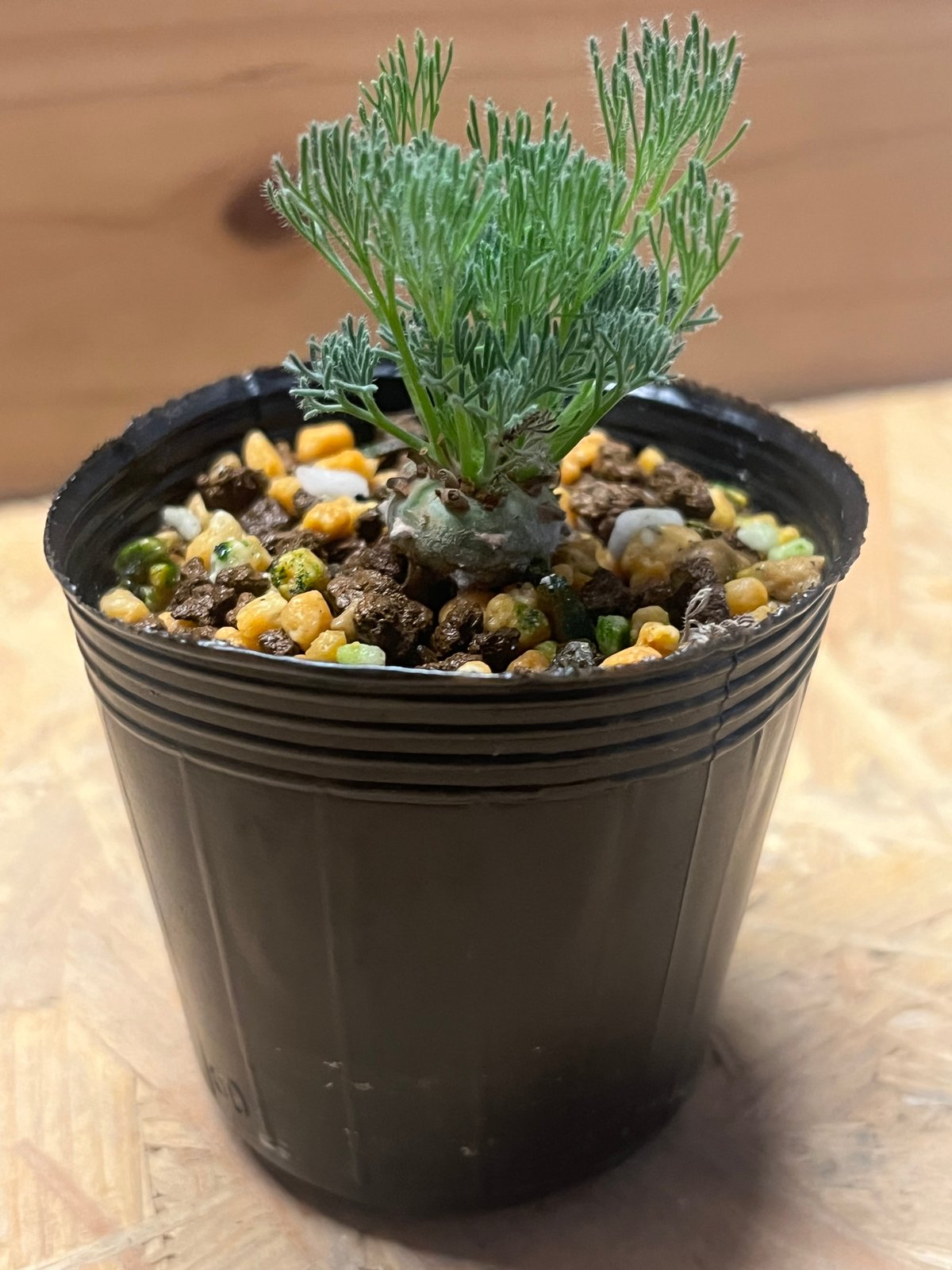 【現物・美株】モンソニア　ペニクリナム　中株　サルコカウロン　ペニクリナ 楽天市場 | 岡部グリーン有限会社 - 超希少！冬型コーデックス界の王者