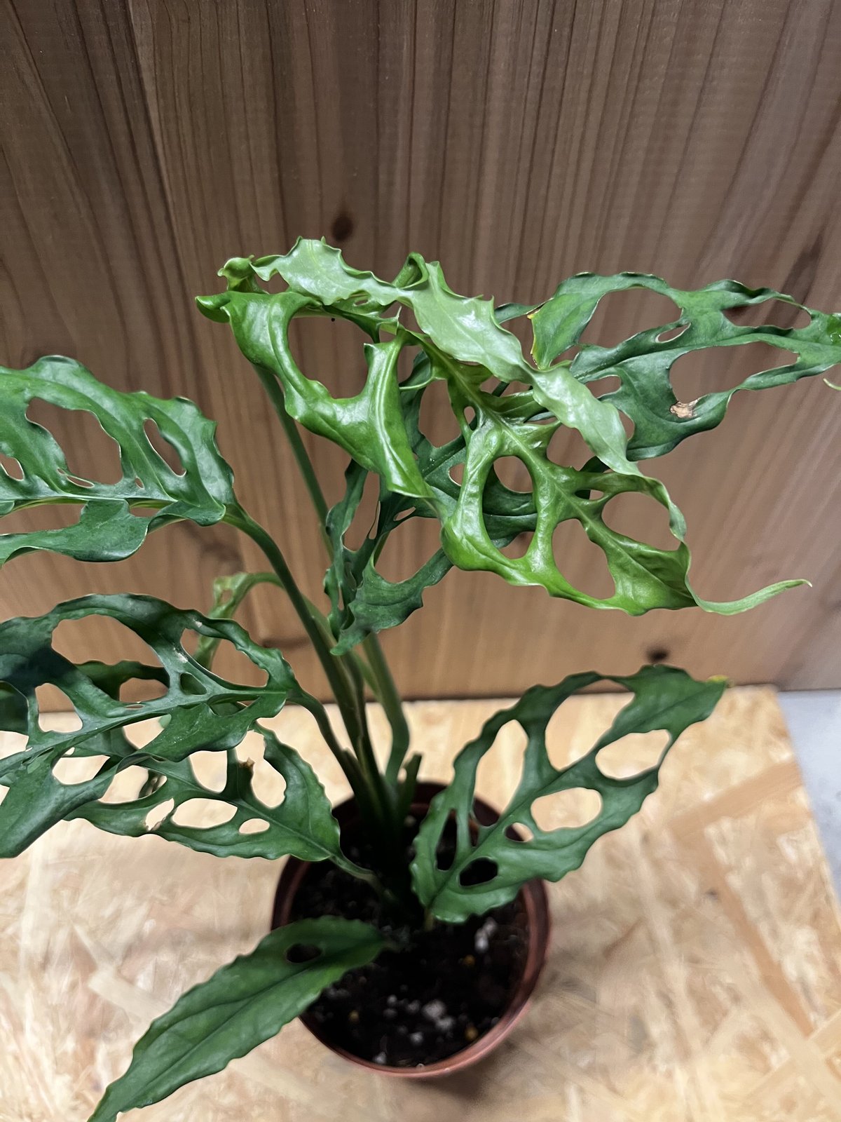 モンステラ オブリクア ペルー | GREEN LUCK