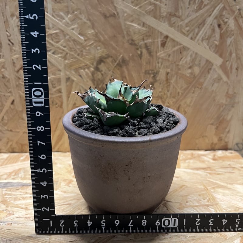 アガベ チタノタ インドネシア ドワーフ | GREEN LUCK