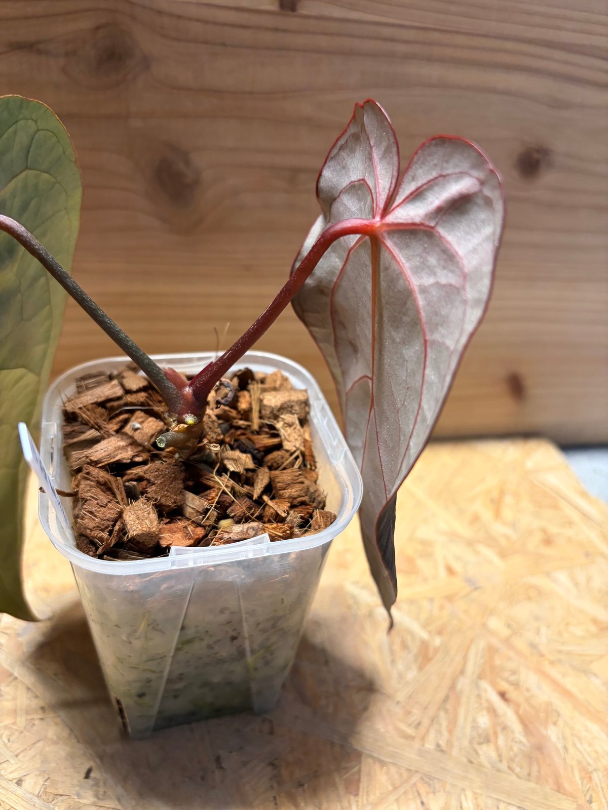 アンスリウム BVEP×エースオブスペード×レッドクリスタル | GREEN LUCK