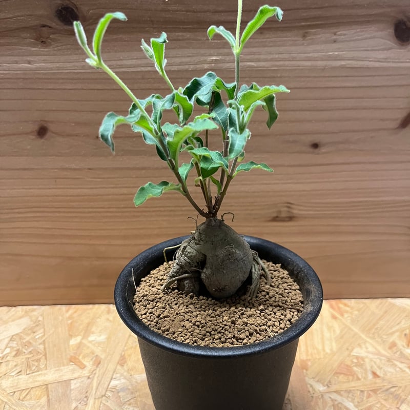 ラフィオナクメ ベルチナ 巨大 塊根植物 ラフィオナクメ ベルチナ 巨大