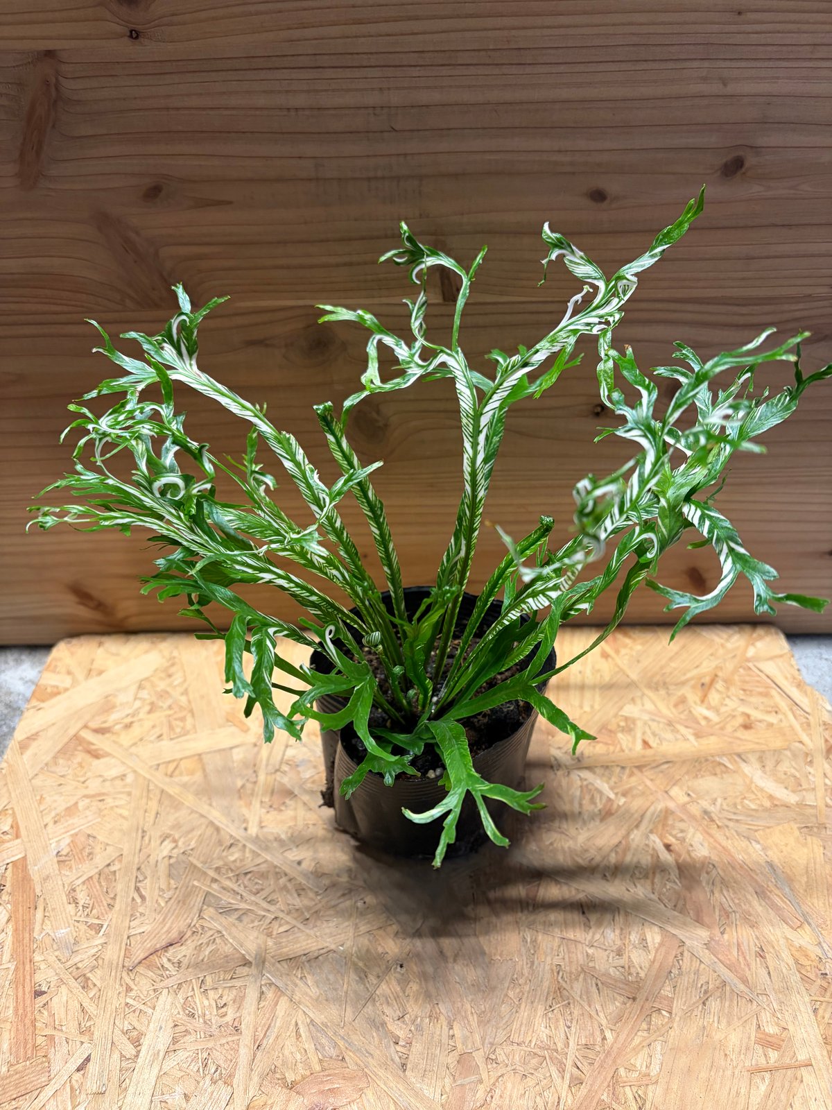 斑入り　アスプレニウム　ニダス　苗　観葉植物 アスプレニウム ニダス 斑入り | GREEN LUCK