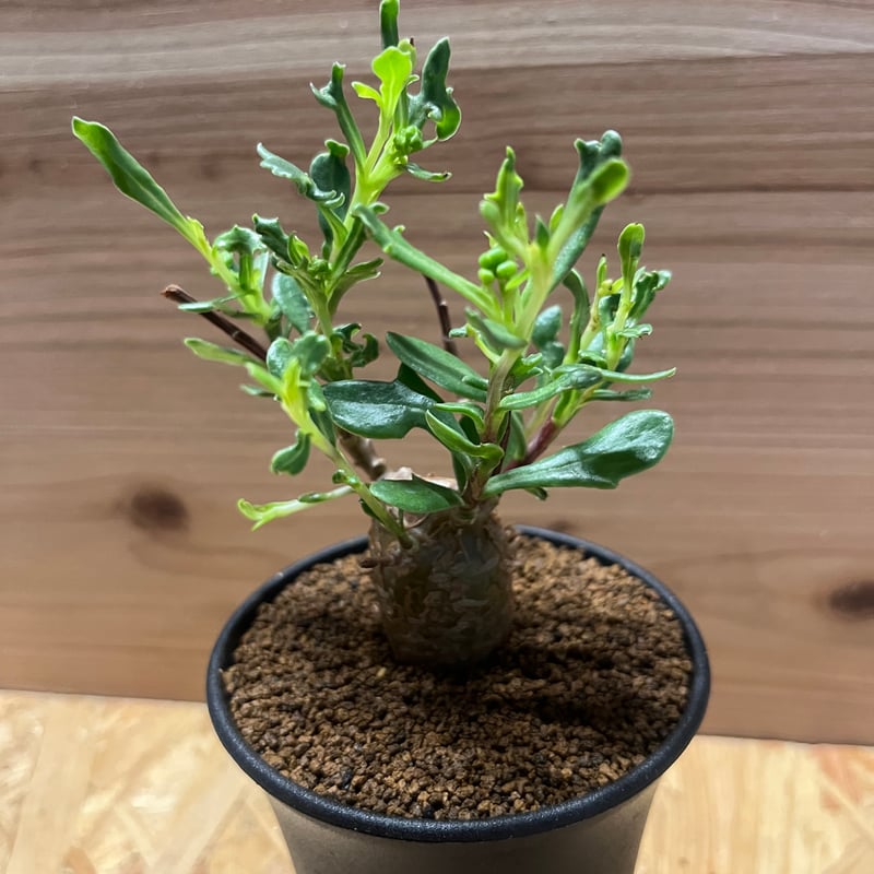 オトンナ ロバタ | GREEN LUCK