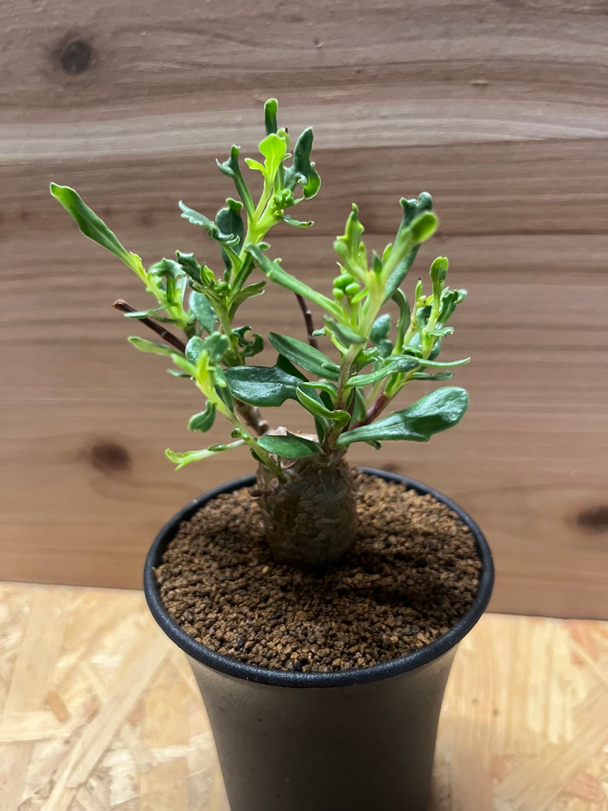 買い誠実 オトンナ LUCK GREEN | ロバタ 塊根植物・コーデックス