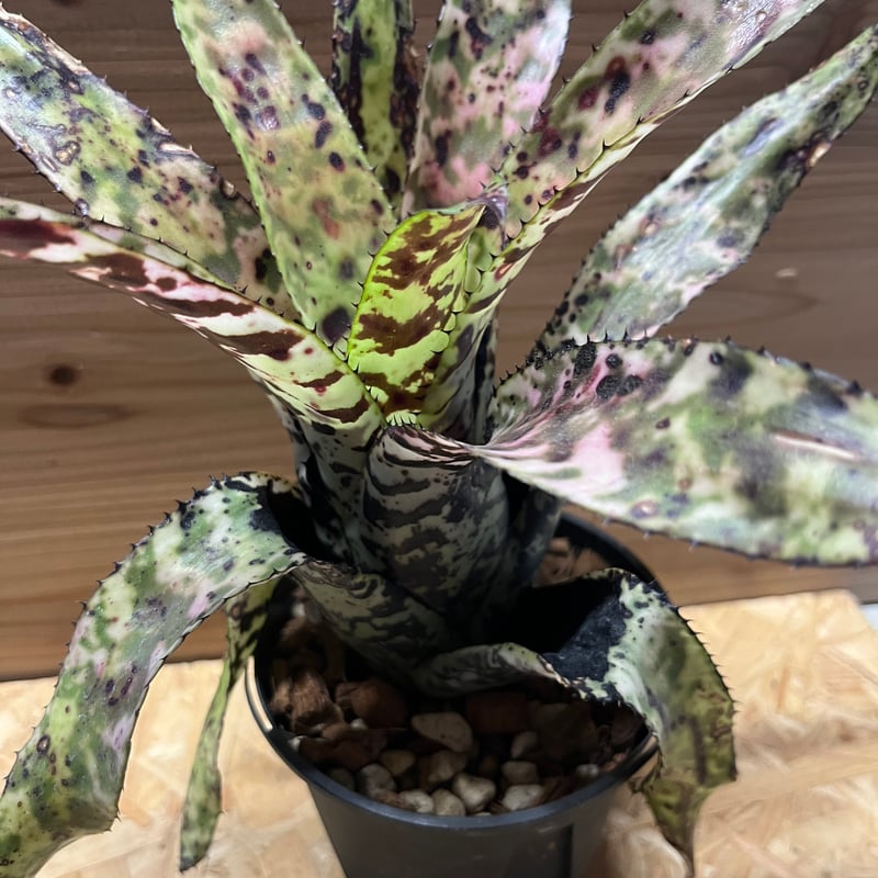 エクメア オーランディアナ シーディング | GREEN LUCK