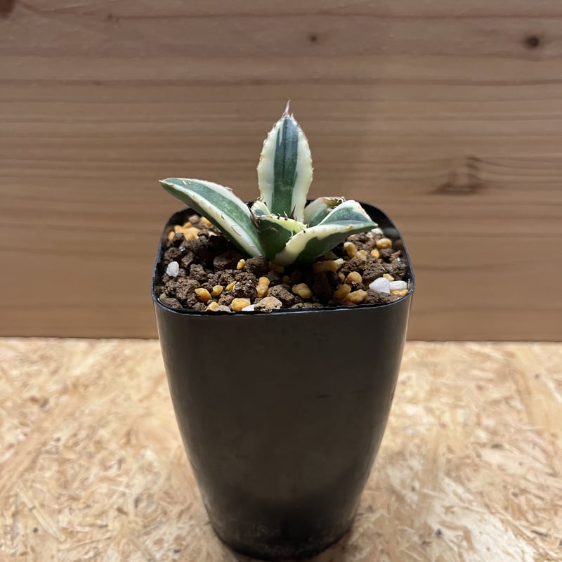 アガベ チタノタ スナグルトゥース | GREEN LUCK