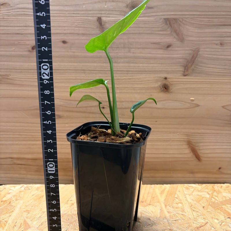 モンステラ デリシオーサ 'バルバソー' | GREEN LUCK