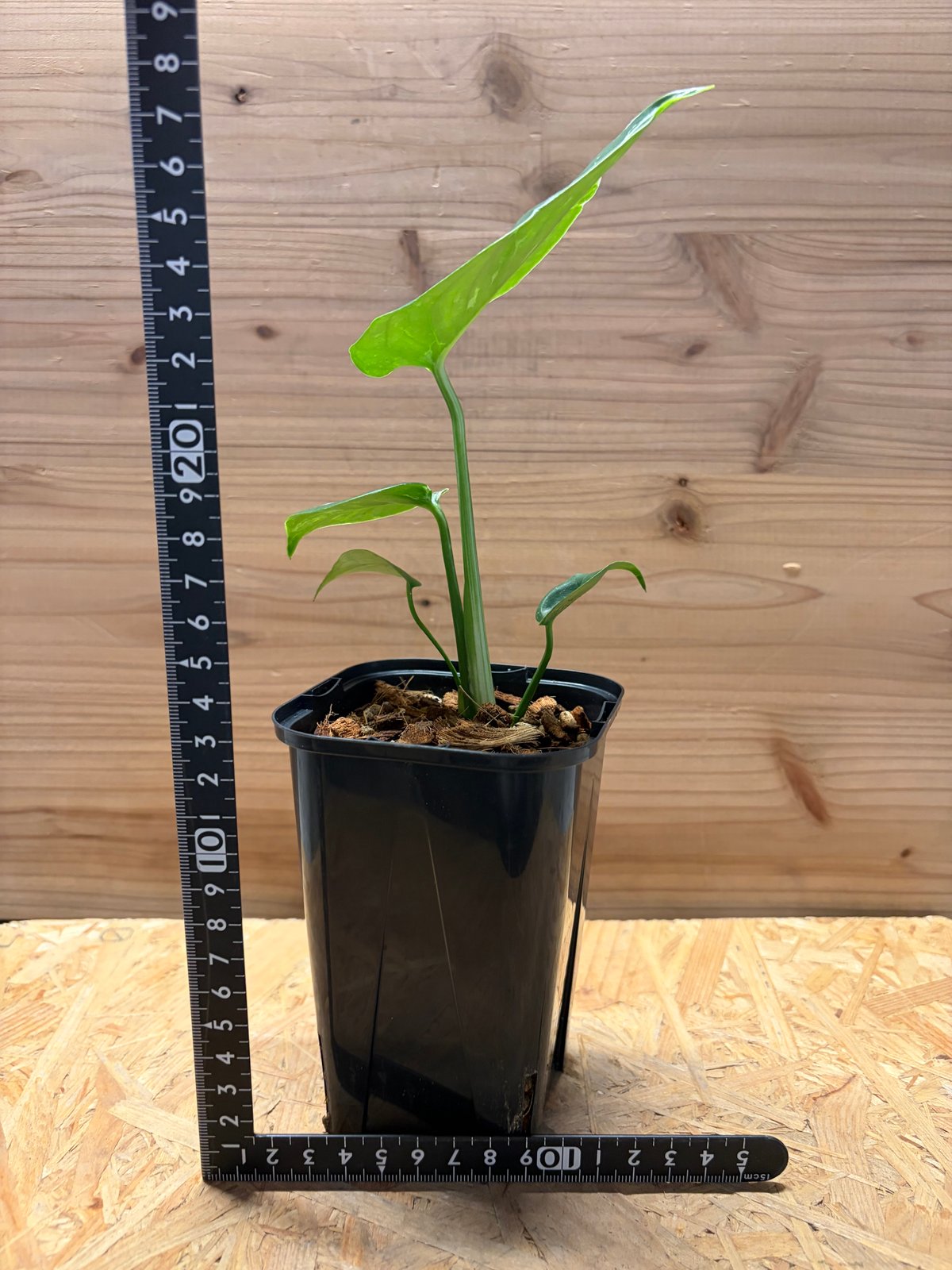 モンステラ デリシオーサ 'バルバソー' | GREEN LUCK