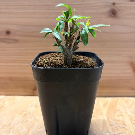 フォークイエリアファシクラータ | STORES