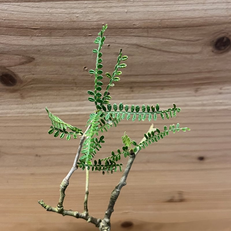 オペルクリカリア・ヒファエノイデス 植物図鑑】オペルクリカリア・ヒファエノイデス(Operculicarya