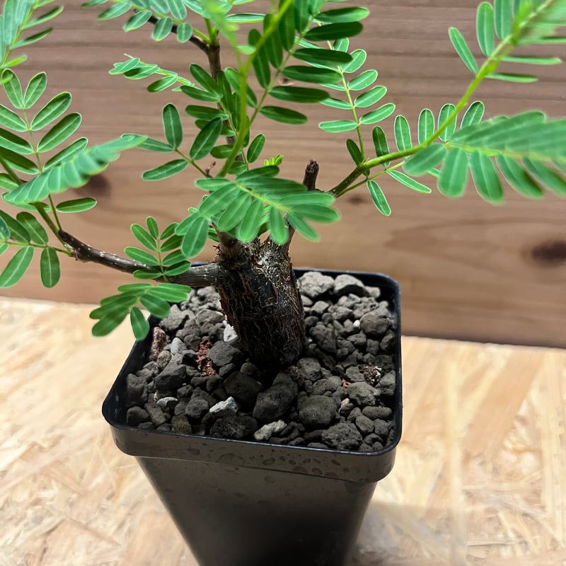 センナ メリディオナリス | GREEN LUCK