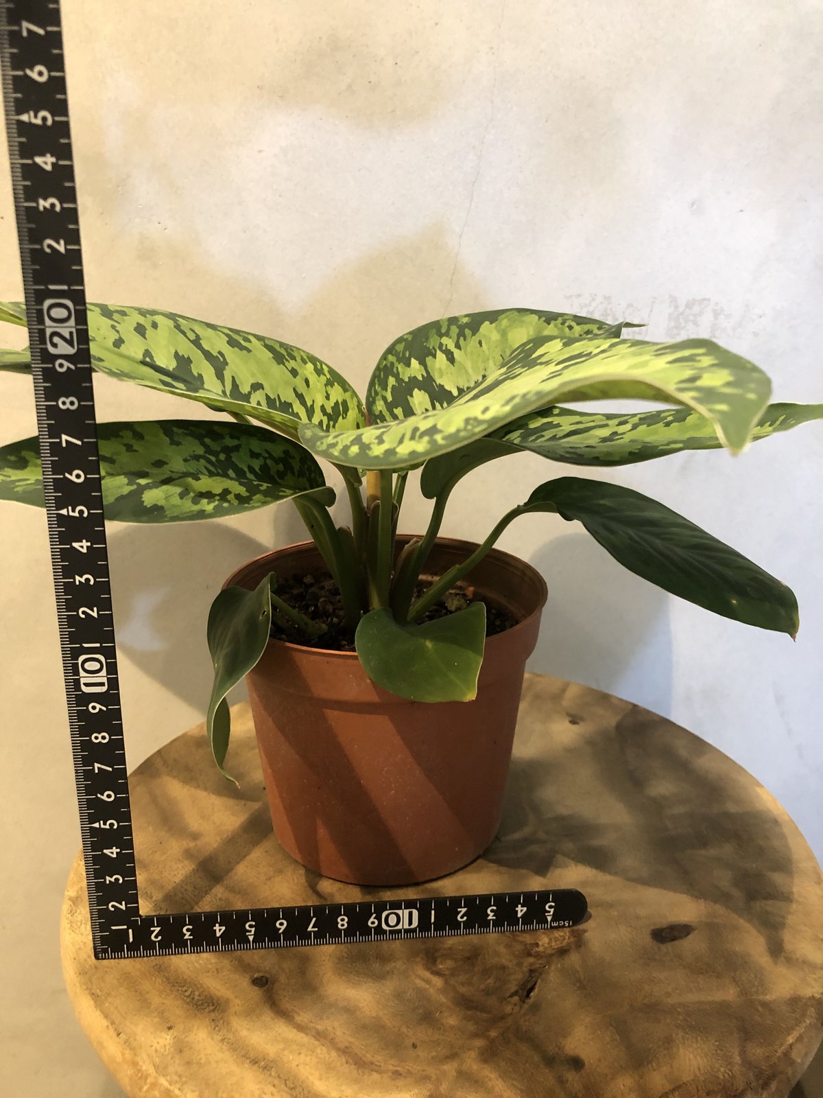 ホマロメナ ワリシー カモフラージュ＋クロコダイルファーン＋ジャックリン ホマロメナ ワリシー カモフラージュ＋クロコダイルファーン＋