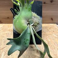 Cari様【親株】ラフィドフォラ テトラスペルマとホワイトモンスター ラフィドフォラ テトラスペルマ ホワイトモンスター | GREEN LUCK