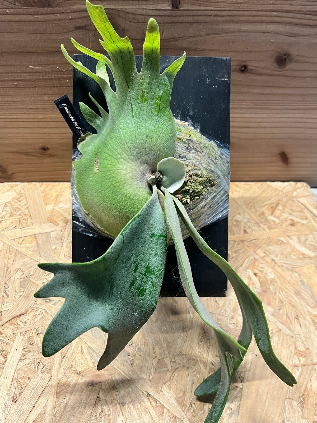 ビカクシダ ウィリンキー sp.Mr A spore | GREEN LUCK