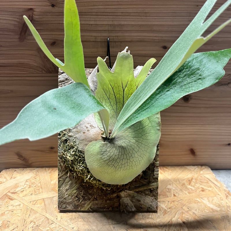 ビカクシダ ベイチー×E-1 | GREEN LUCK