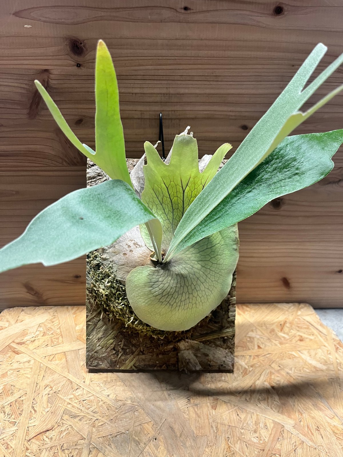 ビカクシダ ベイチー×E-1 | GREEN LUCK