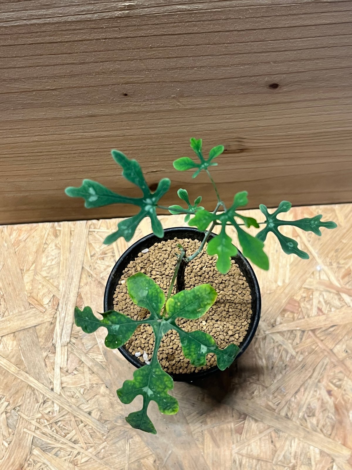 アデニア ペリエリ | GREEN LUCK