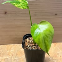 アンスリウム NO ID | GREEN LUCK