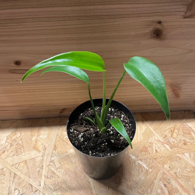 モンステラ ディラセラータ バールマルクスフレーム | GREEN LUCK