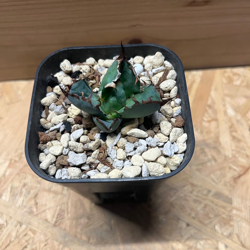 アガべ チタノタ ブルーボール | GREEN LUCK