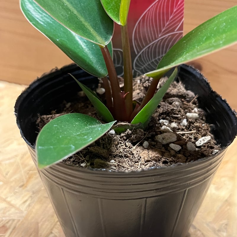 フィロデンドロン ピンクバーキン | GREEN LUCK