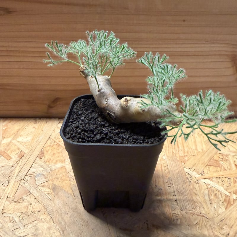 モンソニア ムルチフィダ | GREEN LUCK