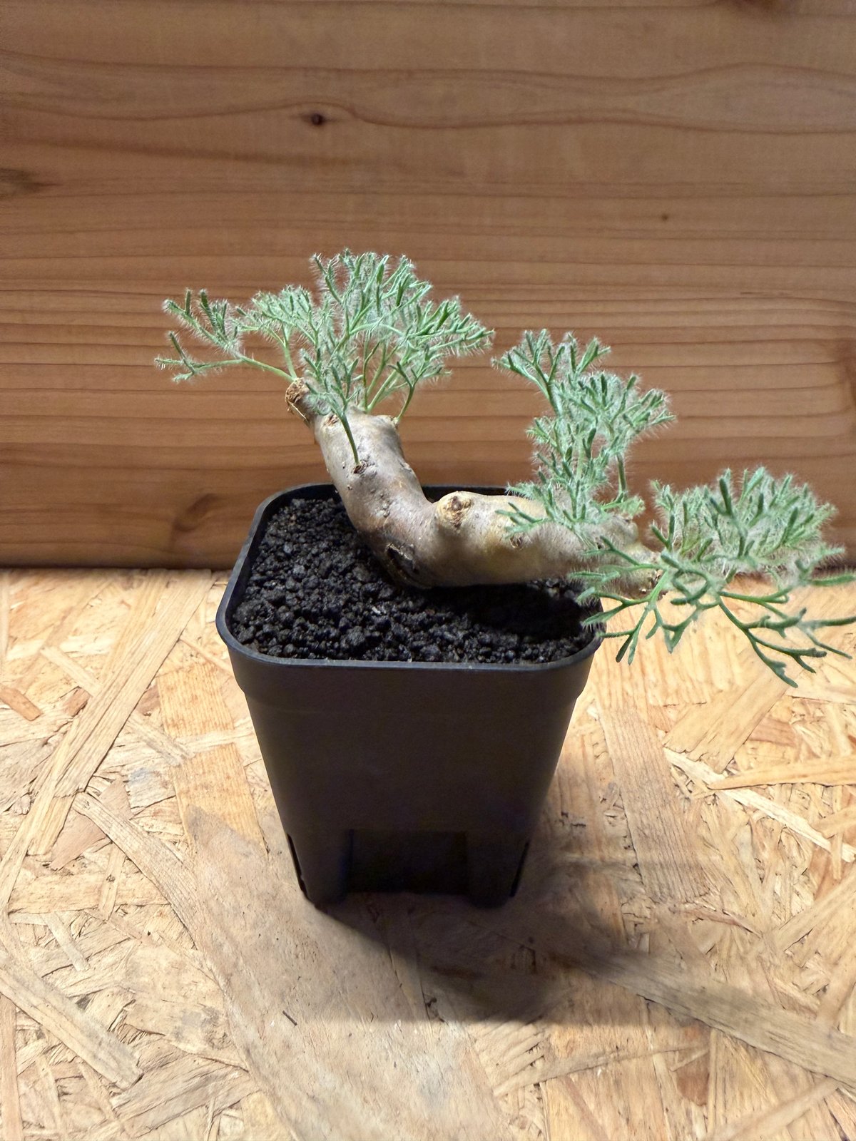 モンソニア ムルチフィダ | GREEN LUCK