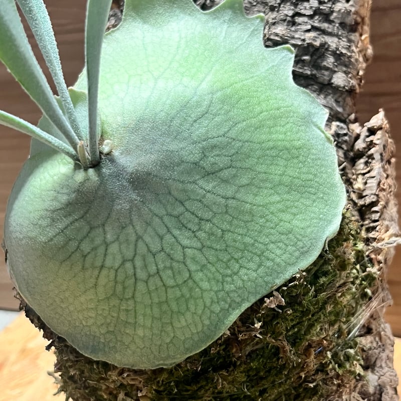 ビカクシダ ベイチー 'アーバンリバー' | GREEN LUCK