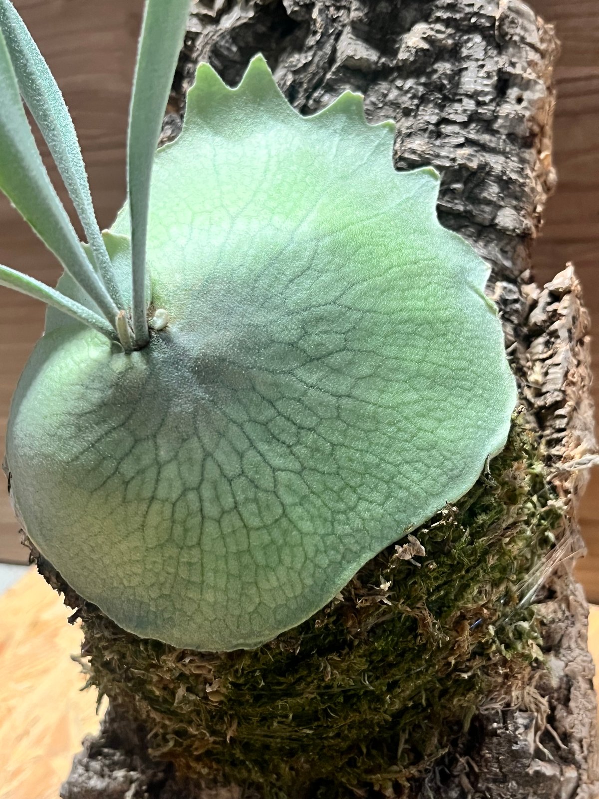 ビカクシダ ベイチー 'アーバンリバー' | GREEN LUCK